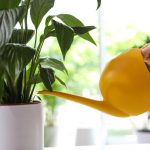 A békés liliom néhány óra alatt abbahagyja a sárgulást és