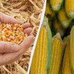 A legjobb időszak a kukorica vetésére 2025-ben: ne hagyja ki!