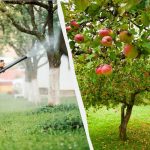 A levéltetvek soha többé nem érnek az almafákhoz: hatékony két