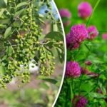 És nincs szükség időjárás-előrejelzésre: mely növények jósolnak esőt