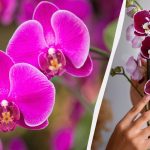 Hogyan kell átültetni egy orchideát egy új edénybe: hasznos tippek