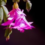 Hol a legjobb hely a karácsonyfa termesztésére: a szakértő a