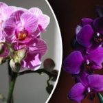 Hová tegyük az orchideákat: brit szakértők megnevezték az ideális helyet