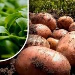 Olyan lesz a föld, mint a pehely: egy kertész elmondta,