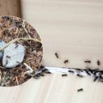 Viszlát, bosszantó kártevők: hogyan lehet egyszer és mindenkorra megszabadulni a